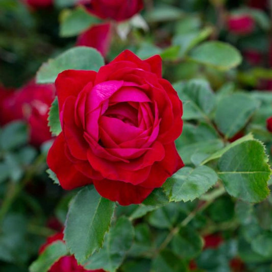 2g Canadian Shield Rose