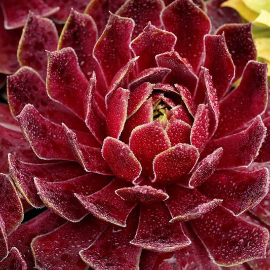 1g Candied Apple Hen and Chicks