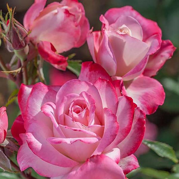2g Candy Cane Cocktail Floribunda Rose