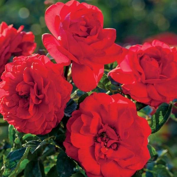 2g Canyon Road Floribunda Rose