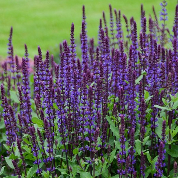 1g Caradonna Meadow Sage