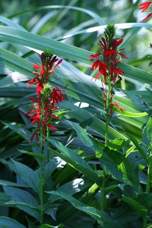 Cardinal Flower - 11cm Pot