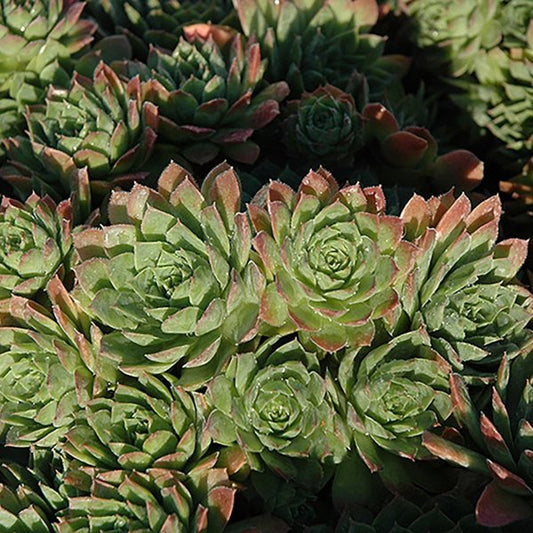 1g Carmen Hens and Chicks