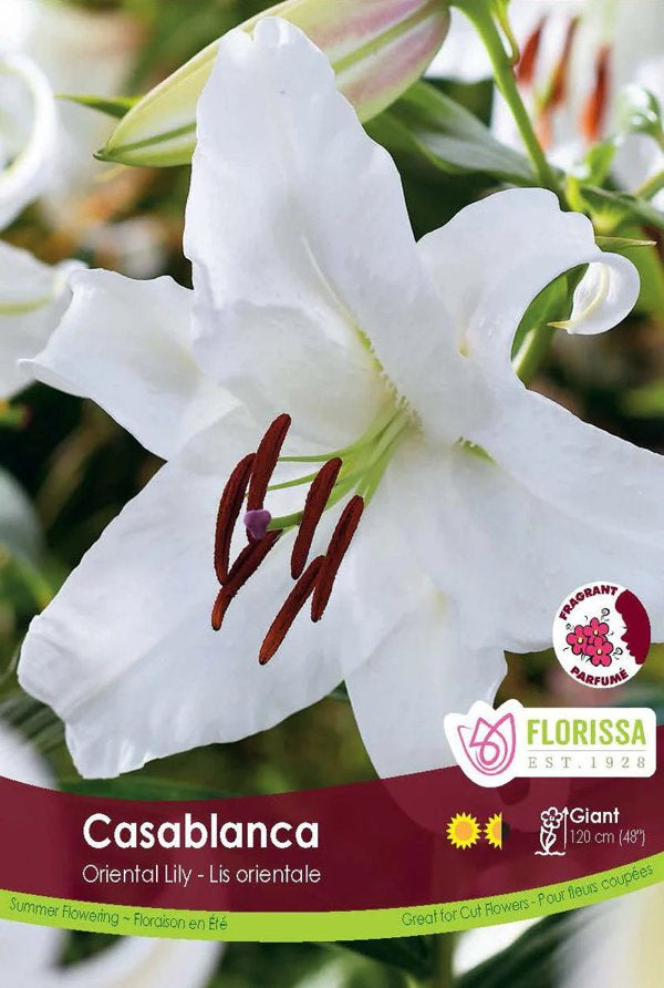 Casablanca Oriental Lily Bulb