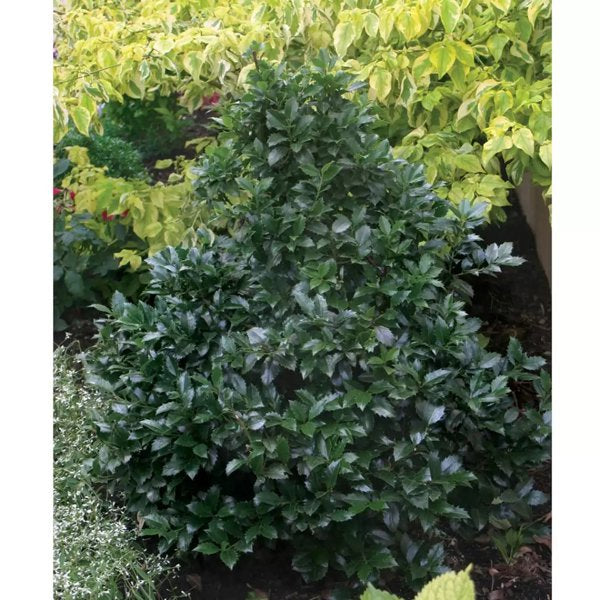 1 Quart Castle Spire Blue Holly