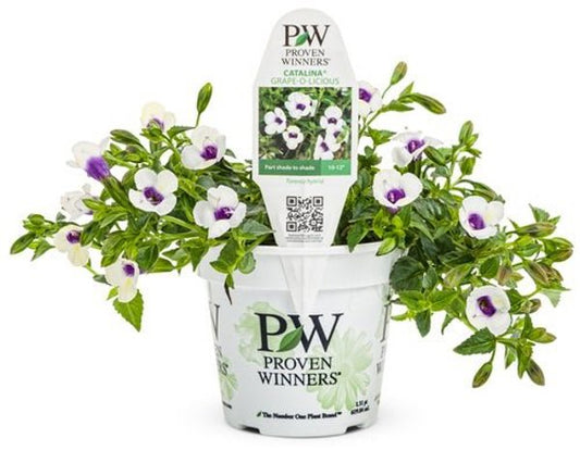 4 Inch Catalina Grape o Licious