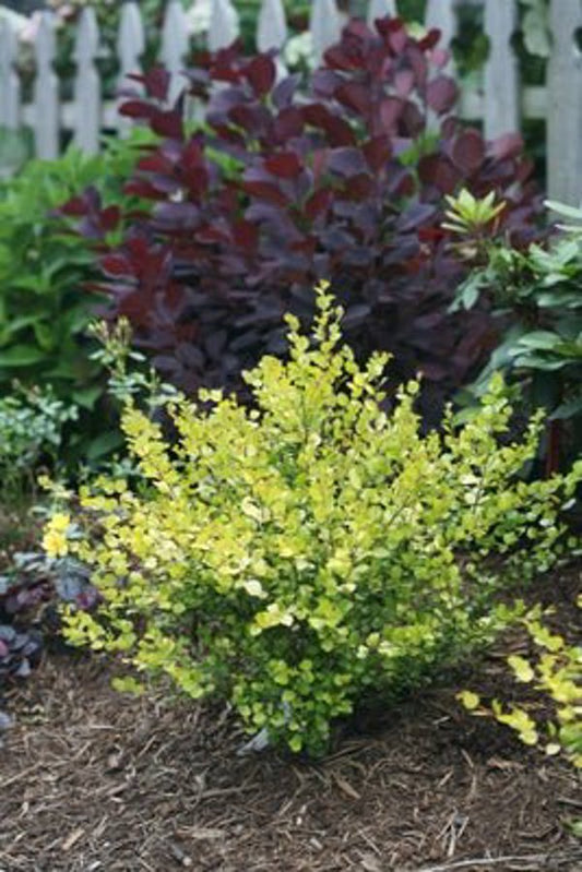 1 Quart Cesky Gold  Dwarf Birch