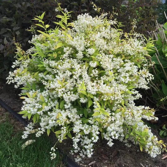 1 Quart Chardonnay Pearls Deutzia