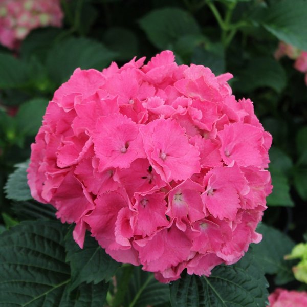 2g Charm Bigleaf Hydrangea