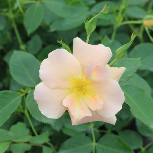 2g Chinook Sunrise Rose