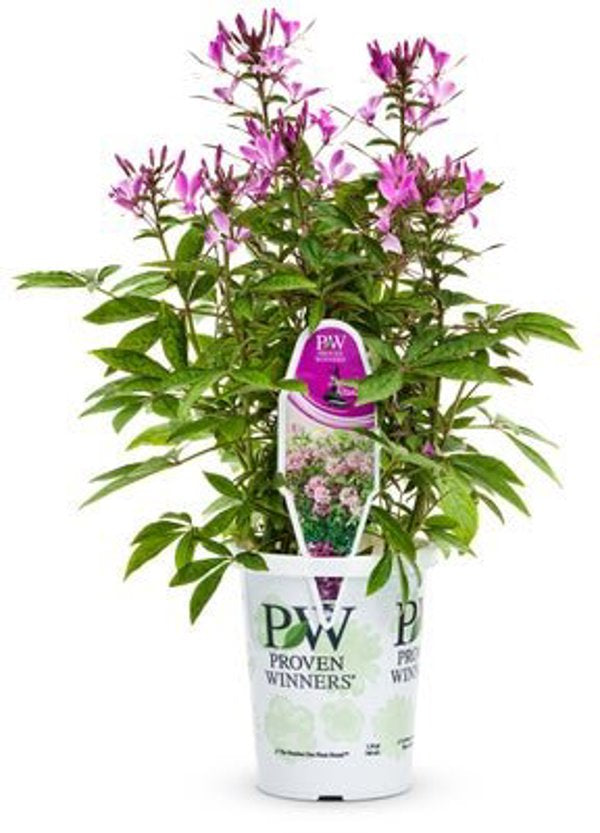 4 Inch Cleome Senorita Rosalita