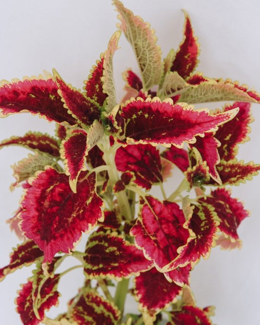 4 Inch Coleus ColorBlaze El Brighto
