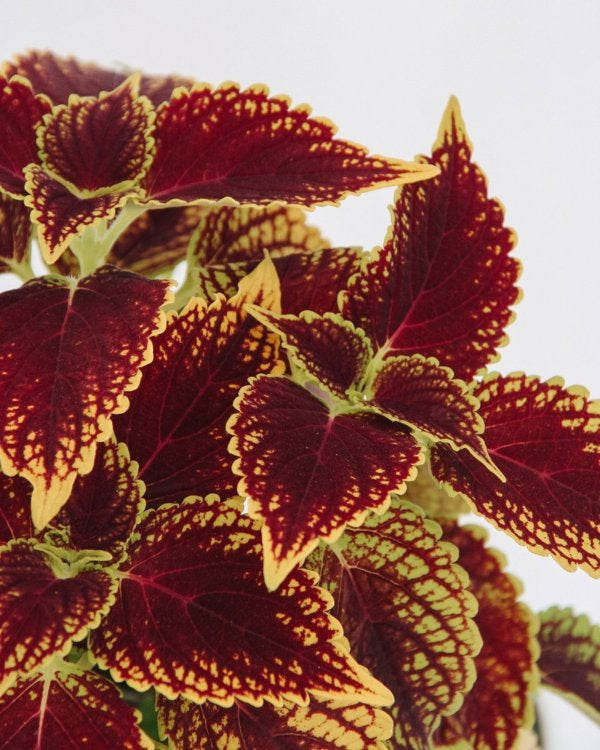 4 Inch Coleus ColorBlaze Golden Dreams