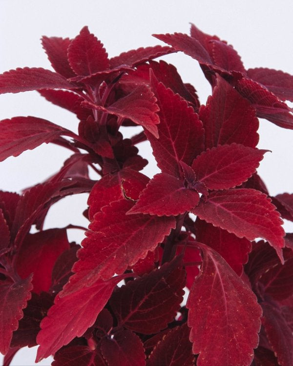 4 Inch Coleus ColorBlaze Rediculous