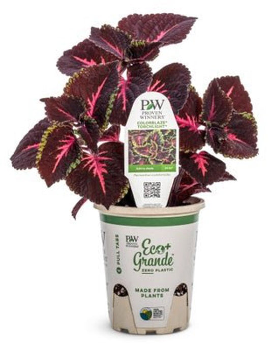 4 Inch Coleus ColorBlaze Torchlight