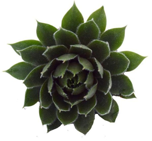 Commander Hay Hens and Chicks - 11cm Pot