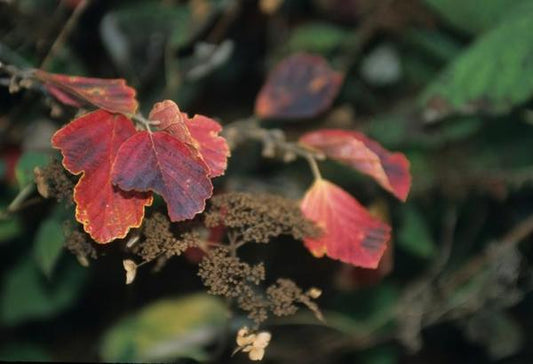 2g Common Witch Hazel