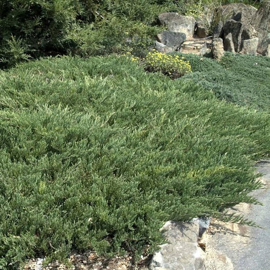 1g Compact Andorra Juniper