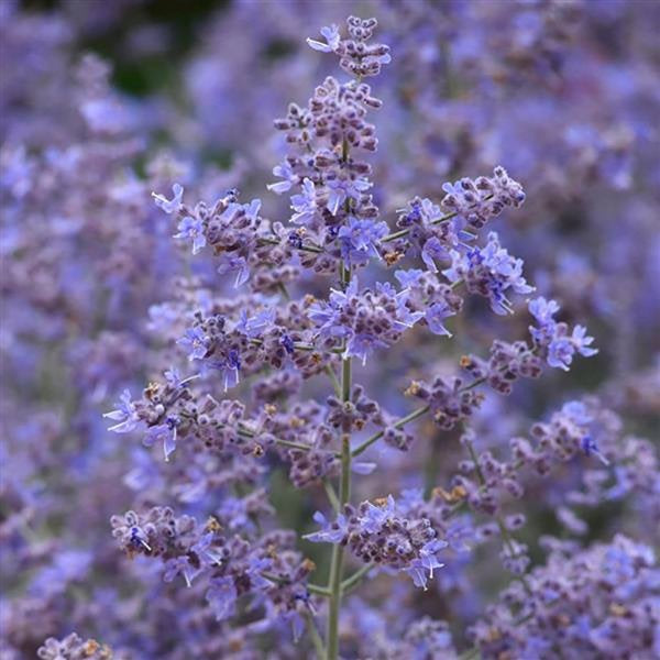 1g Compact Bluesette Russian Sage