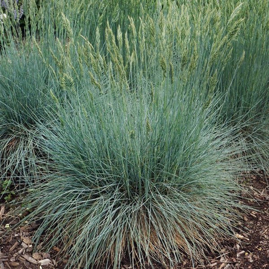 1g Cool as Ice Blue Fescue