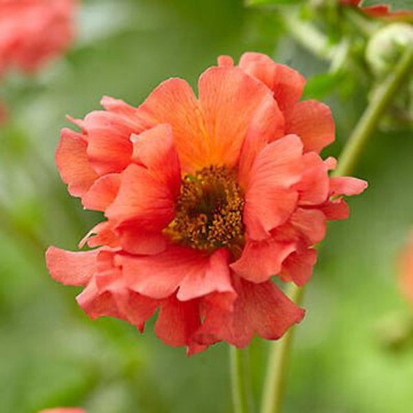 1g Coral Tempest Avens