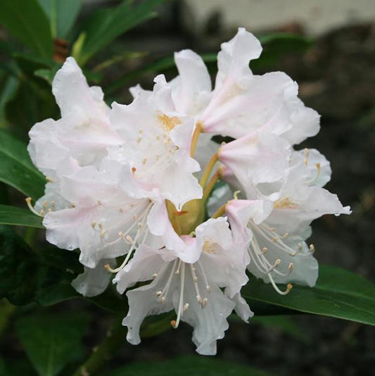 2g Cunningham's White Rhododendron