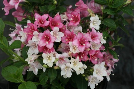 1 Quart Czechmark Trilogy  Weigela florida