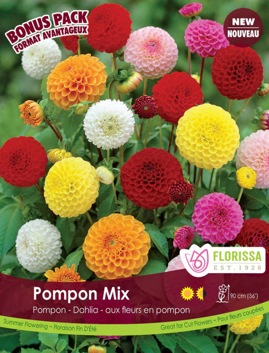 4 Bulbs Dahlia Pompon Mix
