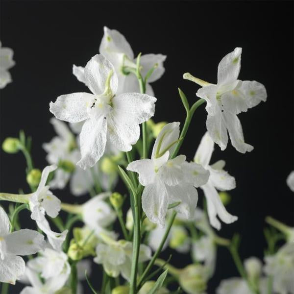 Delfix White Larkspur - 11cm Pot