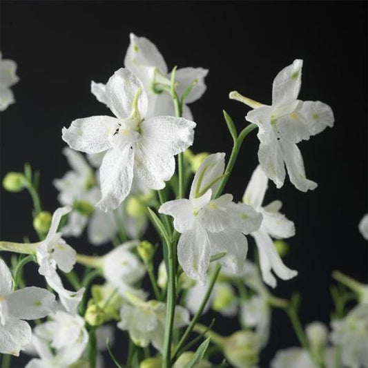 Delfix White Larkspur - 11cm Pot