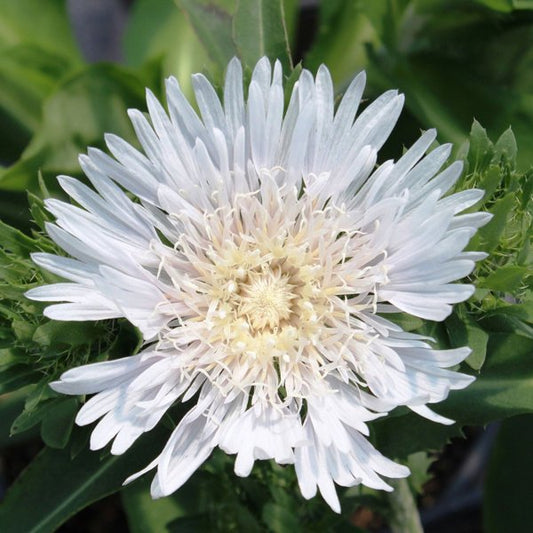 1g Divinity Stokes' Aster