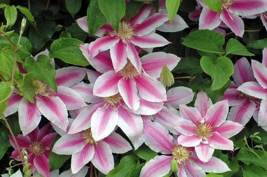 1g Dr. Ruppel Clematis