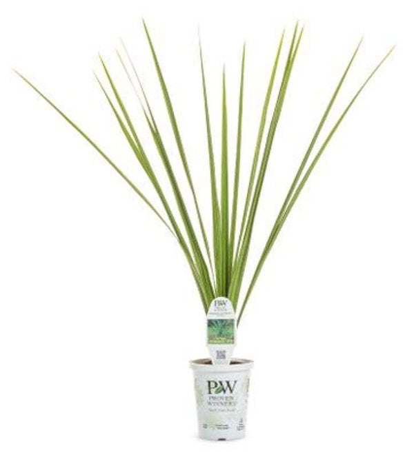 4 Inch Dracaena Spike