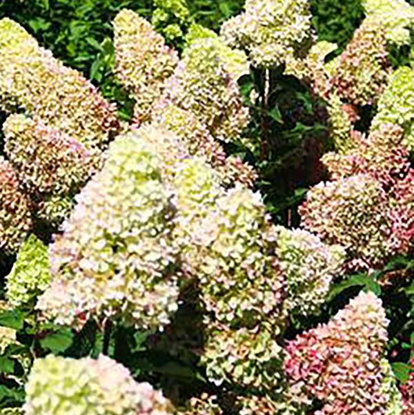 2g Dragon Baby Hydrangea
