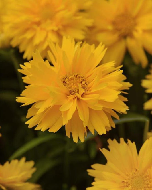 Double the Sun Coreopsis - 11cm Pot