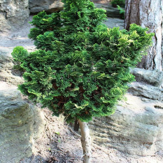 5g Dwarf Gracilis Hinoki Cypress   Standard