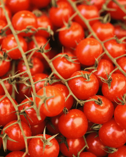 4 Inch Early Girl Tomato
