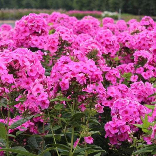 1g Early Start Magenta Garden Phlox