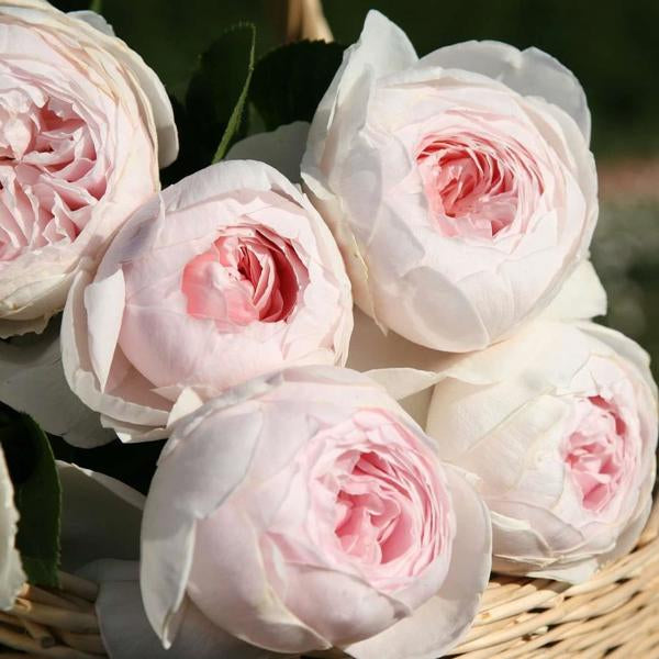 2g Earth Angel Parfuma Rose