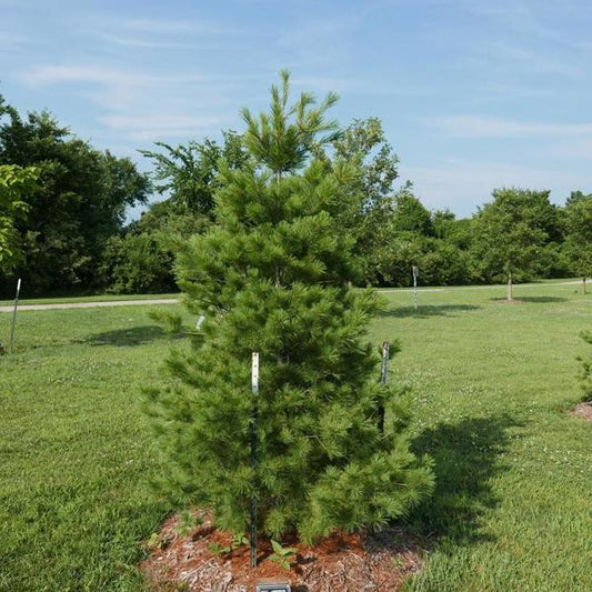 5g Eastern White Pine