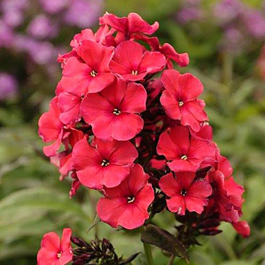1g Early Start Red Garden Phlox
