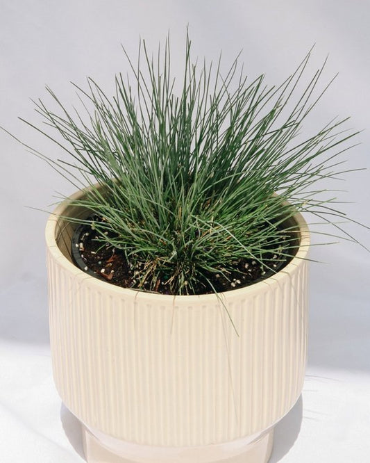 1g Elijah Blue Fescue