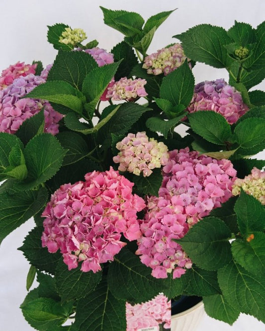 2g Elizabeth Ashley Hydrangea