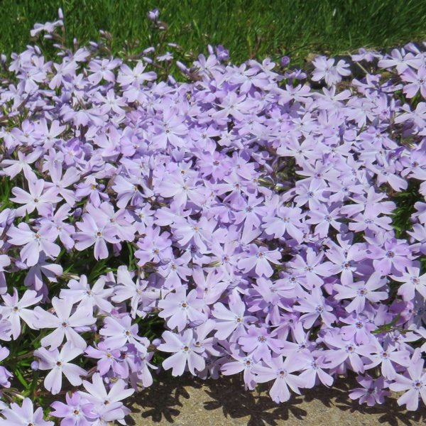 1g Emerald Blue Creeping Phlox