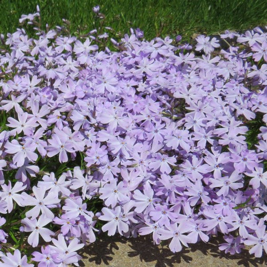 1g Emerald Blue Creeping Phlox