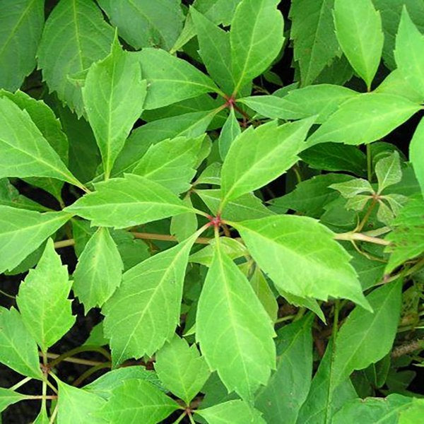 2g Engelmann's Ivy