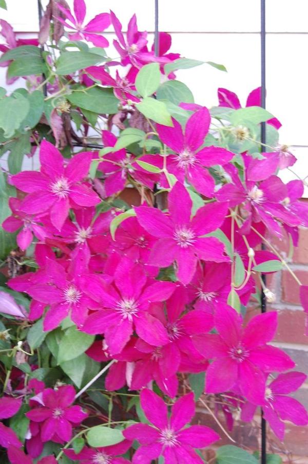 1g Ernest Markham Clematis