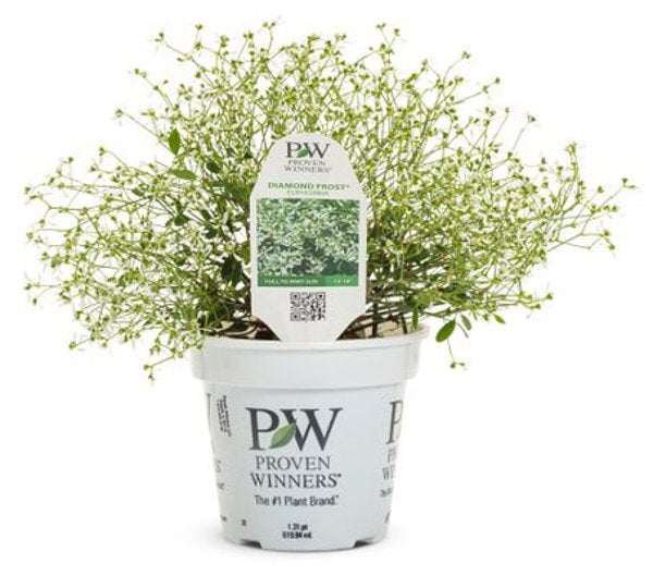 4 Inch Euphorbia Diamond  Frost