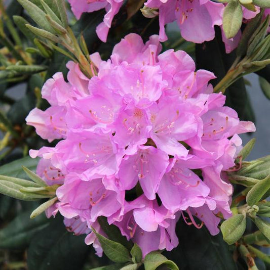 2g English Roseum Rhododendron