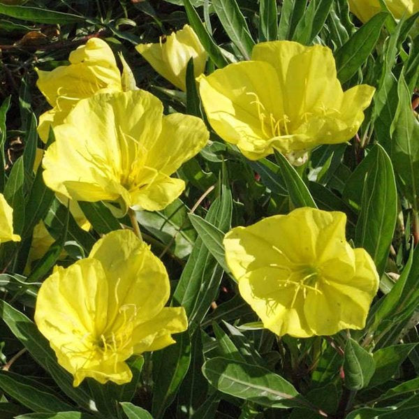1g Evening Primrose / Ozark Sundrops